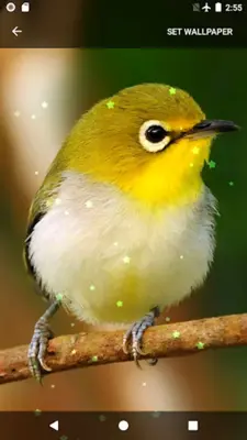 Birds Sounds Ringtones and Wallpapers android App screenshot 0